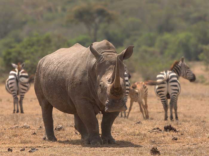 Носорог рядом с зебрами