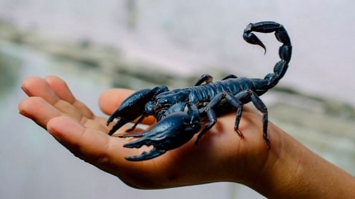 Скорпион на руке человека