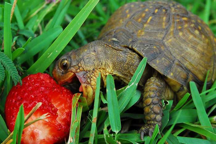 Черепаха ест фрукт