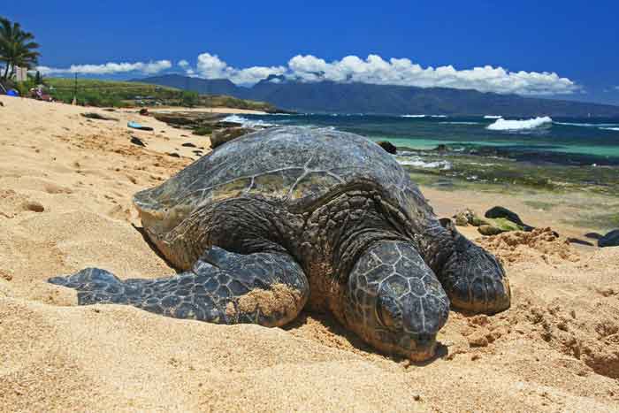 Морская черепаха на берегу
