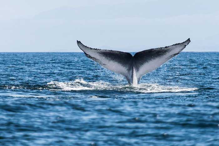 Хвост кита над водой