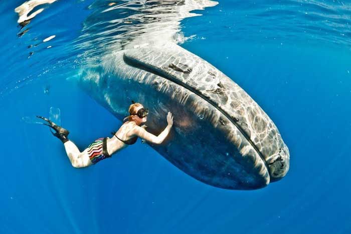 Человек рядом с китом