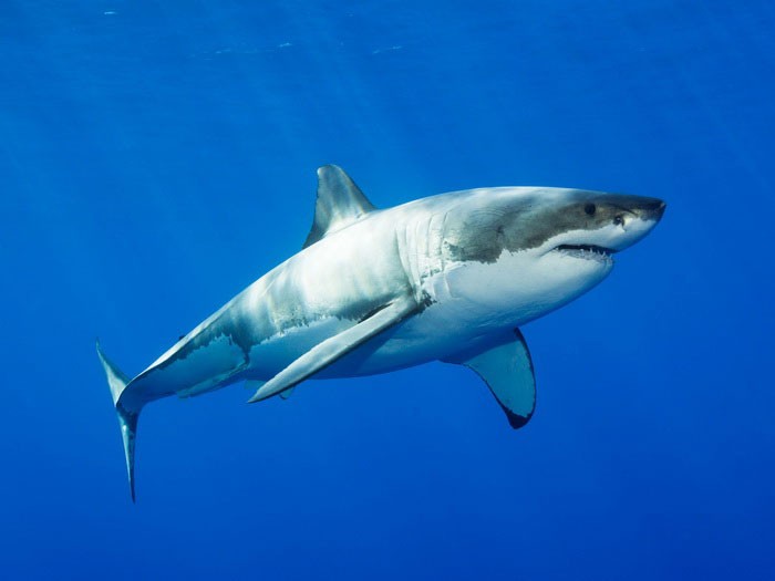 Вид на белую акулу