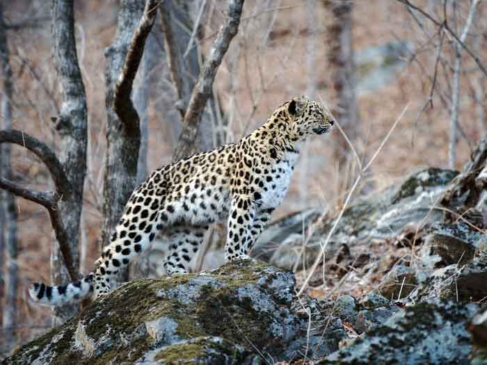 Леопард в гористой местности