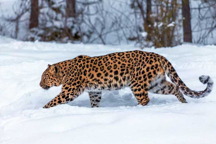 Леопард идёт по снегу
