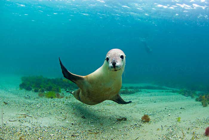 Австралийский морской лев под водой