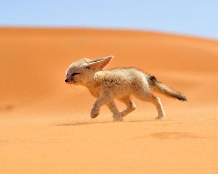 Лиса фенек в пустыне