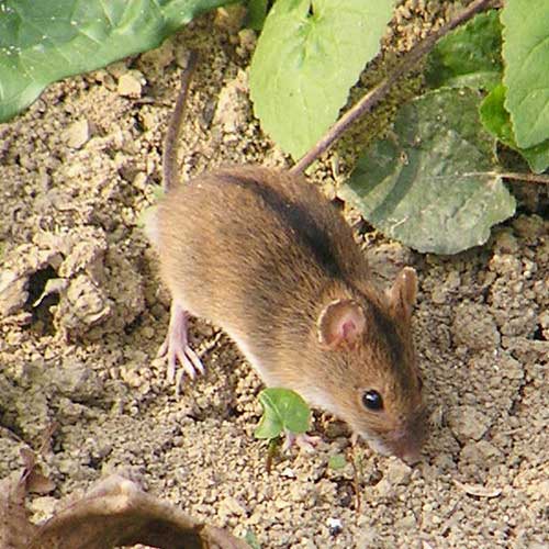 Полевая мышь, фото