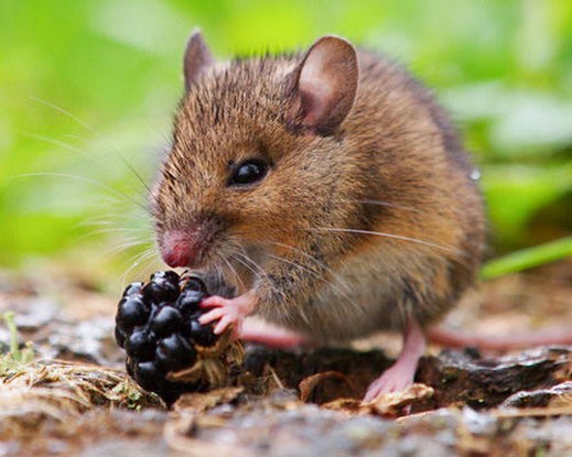 Полевая мышь ест ягоду