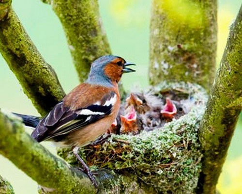 Гнездо с птенцами