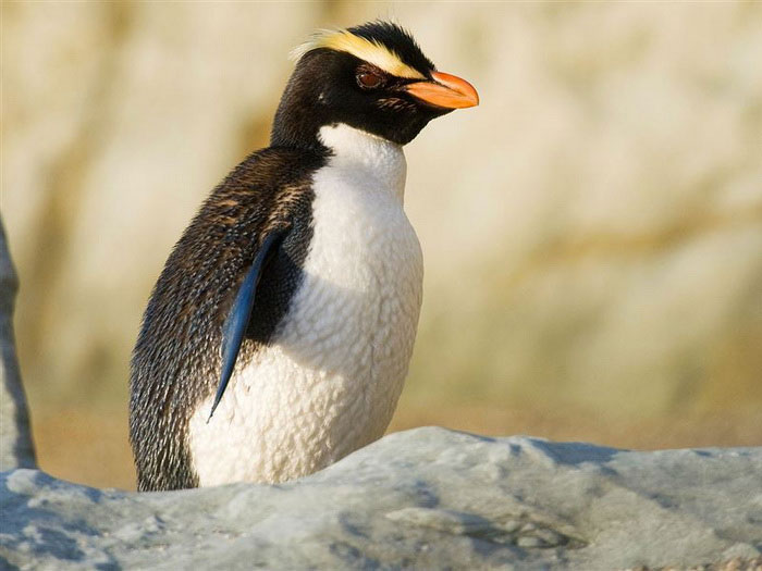 Пингвин Виктории - внешний вид