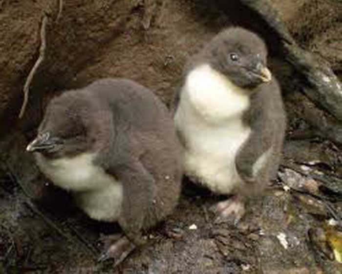 Птенцы пингвинов Виктории