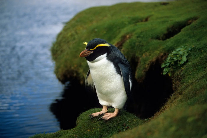 Пингвин Виктории на утёсе