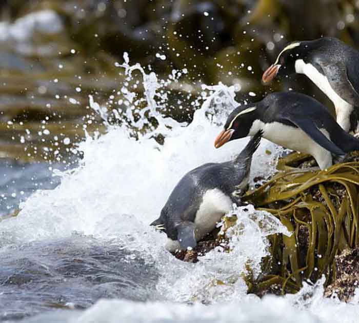 Пингвины Виктории прыгают в воду
