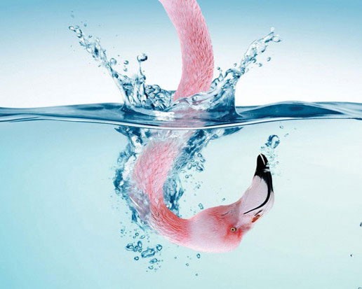 Голова фламинго под водой