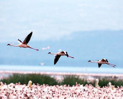 Три фламинго летят