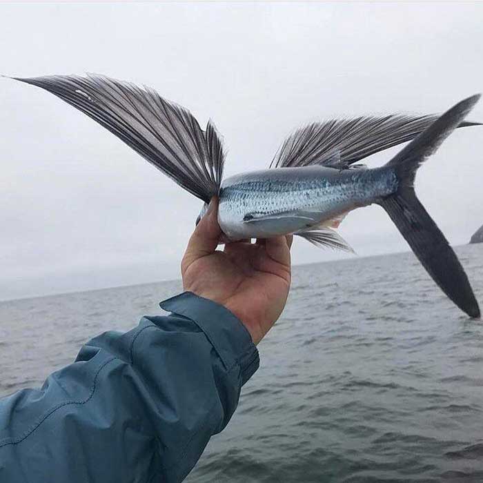 Летучая рыба в руке человека