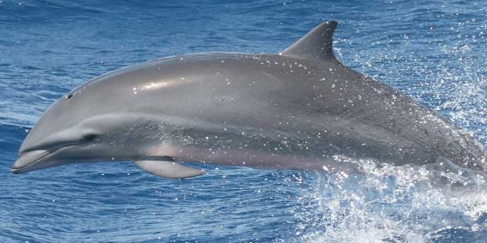 Малайзийский дельфин - внешний вид