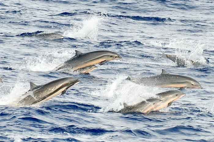 Группа малайзийских дельфинов