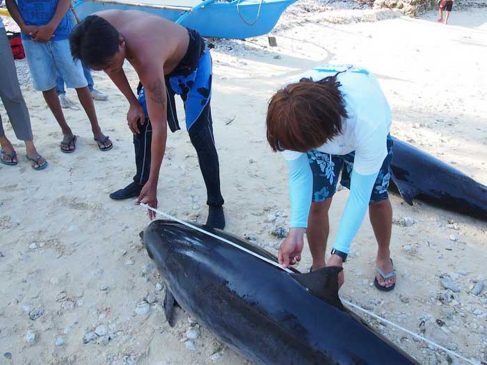 Люди поймали малайзийского дельфина