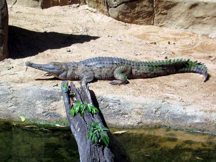 Австралийский узкорылый крокодил, описание, фото