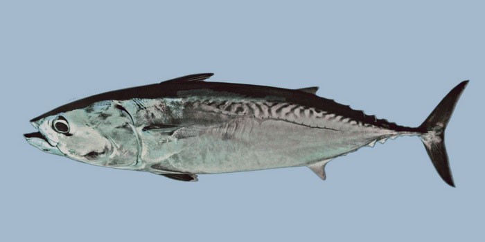 Макрелевый тунец - внешний вид