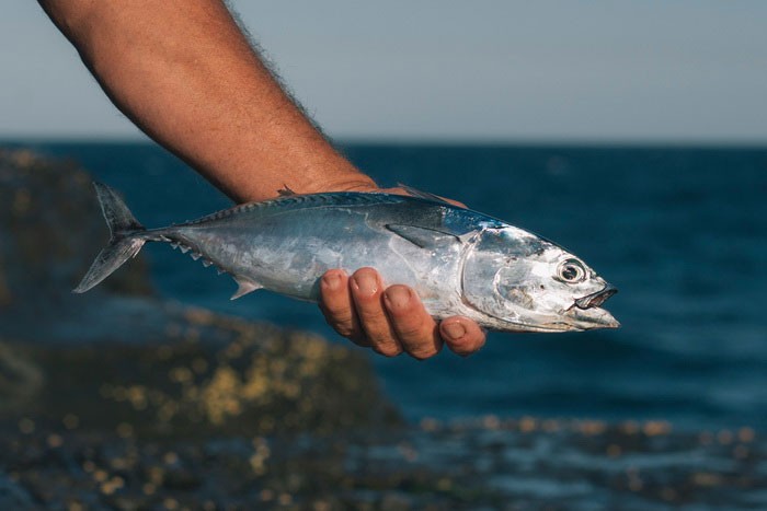 Макрелевый тунец в руке рыбака
