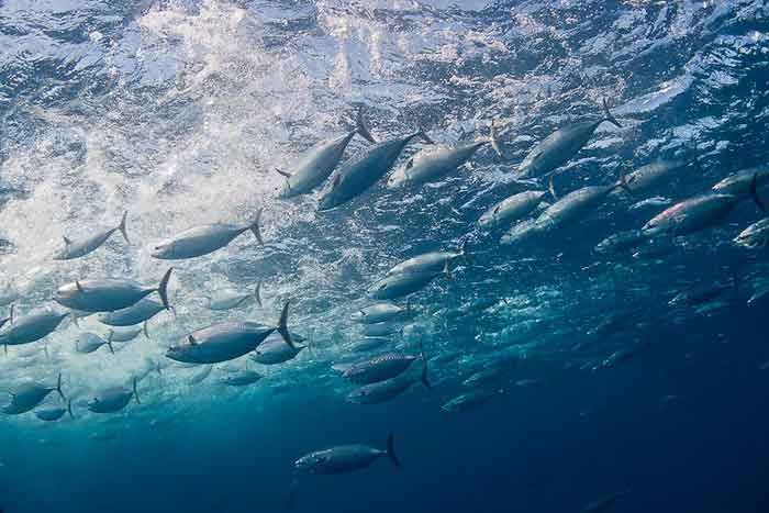 Макрелевые тунцы у поверхности воды