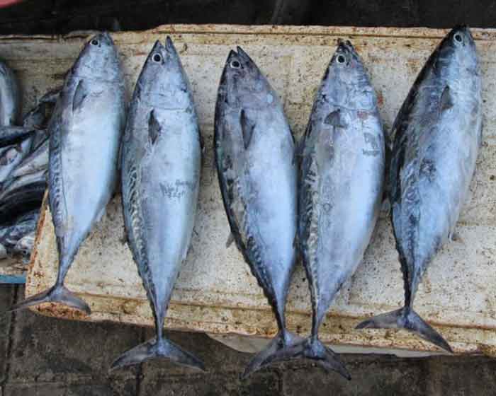 Пойманные макрелевые тунцы