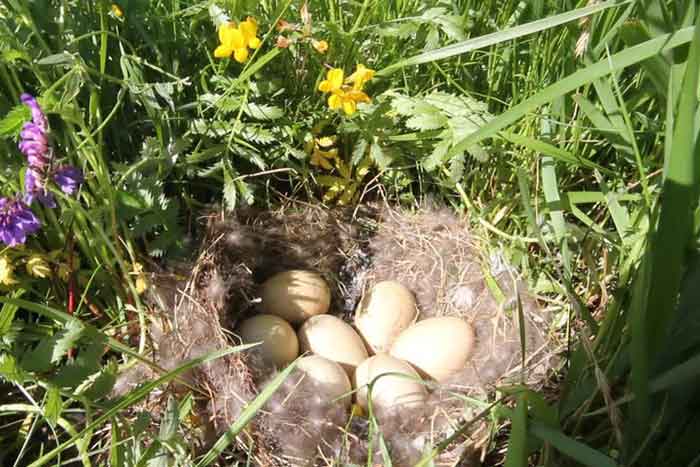 Гнездо серой утки с яйцами