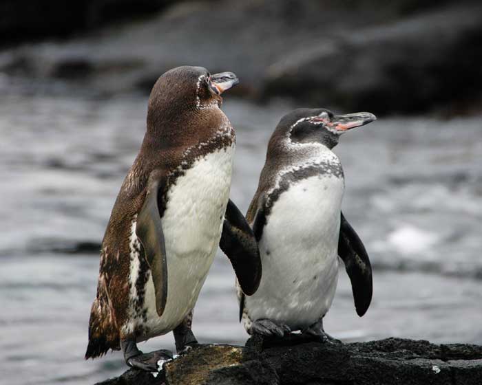 Галапагосский пингвин, описание, фото