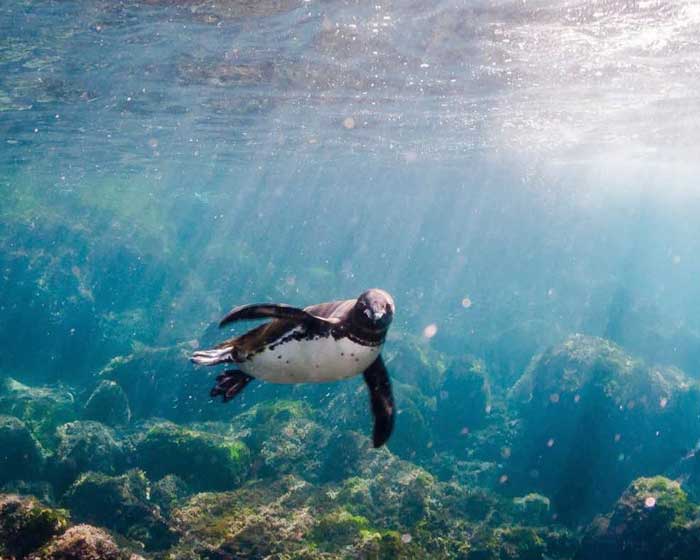 Галапагосский пингвин под водой