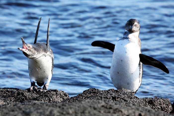 Галапагосские пингвины на берегу