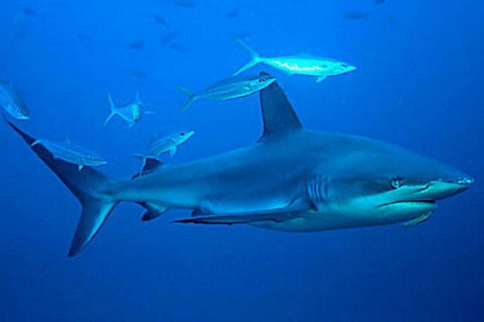 Галапагосская акула - внешний вид