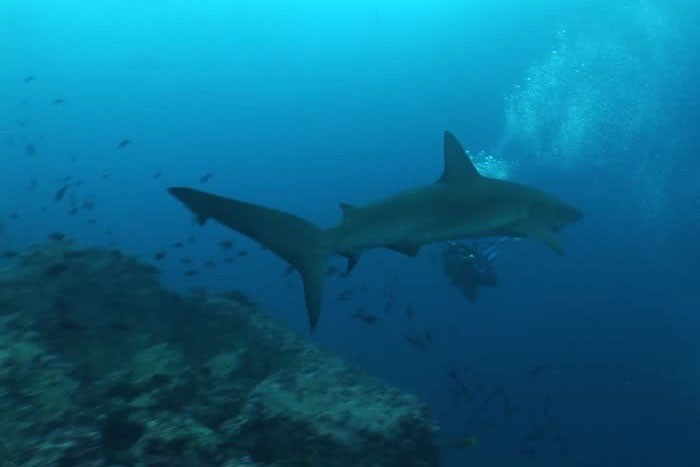 Галапагосская акула в толще воды
