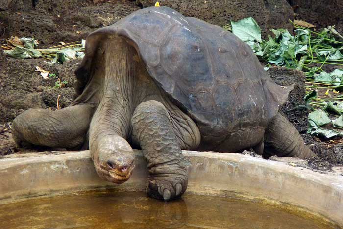 Слоновая черепаха у воды