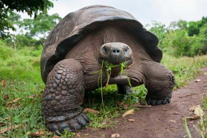 Слоновая черепаха ест листву
