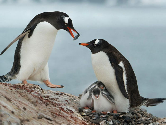Семейство папуанских пингвинов