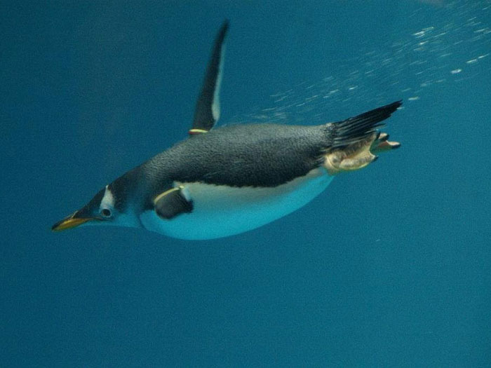 Папуанский пингвин под водой
