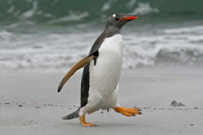 Папуанский пингвин идёт по суше