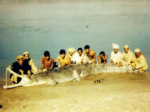Люди возле пойманного крокодила