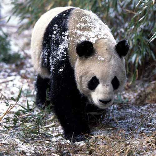 Большая панда идёт по лесу