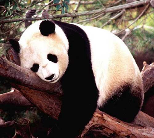 Большая панда спит, обняв дерево