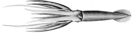 Гигантский кальмар, фото