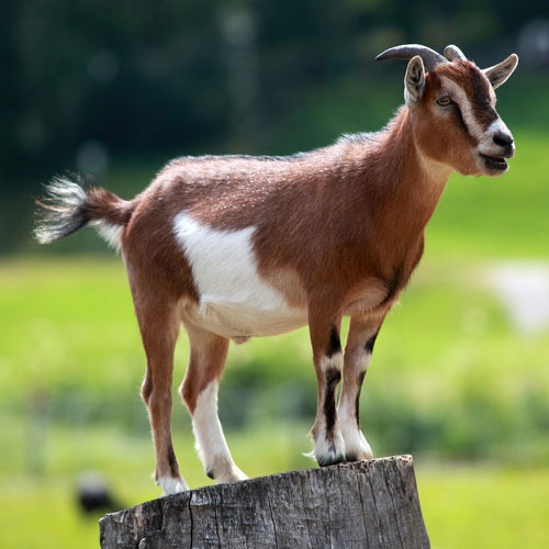 Домашняя коза стоит на пне