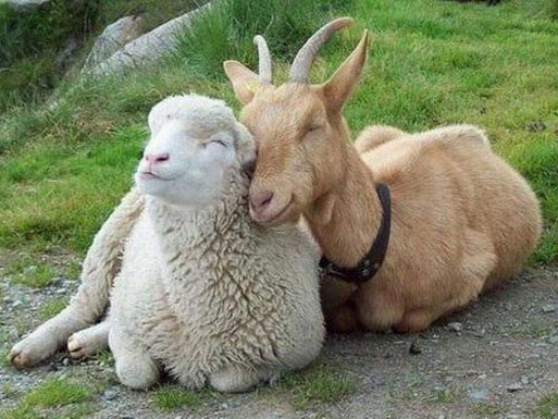 Домашняя коза и овца