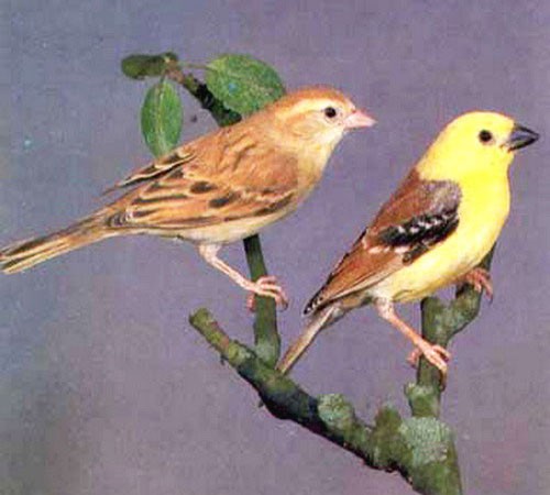 Воробей жёлтый - внешний вид самца и самки