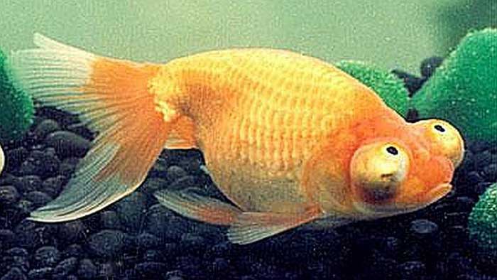 Одна из пород золотой рыбки
