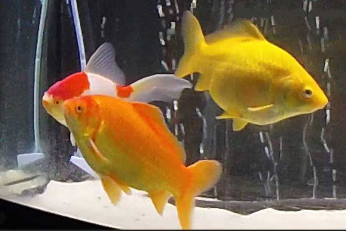 Три золотые рыбки