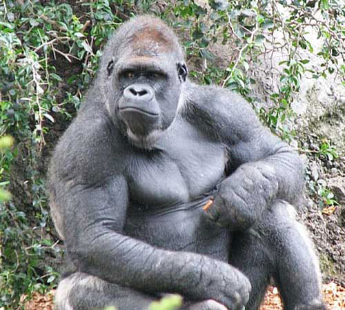 Самец гориллы сидит на земле